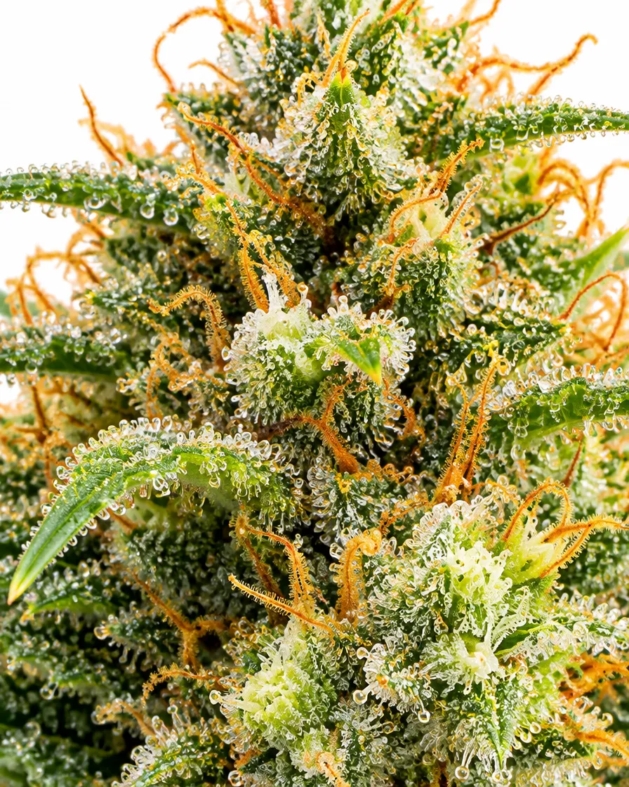 Trikoma Seeds White Widow Fast semi femminizzati 100 semi fast