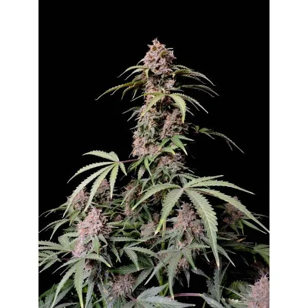 Fast Buds Amnesia Zkittlez Auto semi autofiorenti fruttati