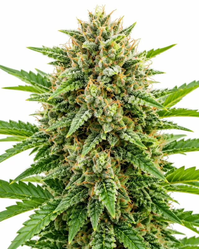 Trikoma Seeds Patagonia semi femminizzati 80% indica