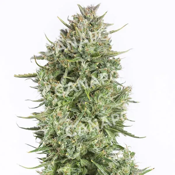 Dinafem Blue Kush Auto semi autofiorenti da collezione fruttati