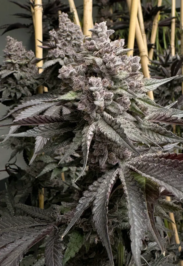Solfire Gardens Corpse Cake semi femminizzati 6 cake