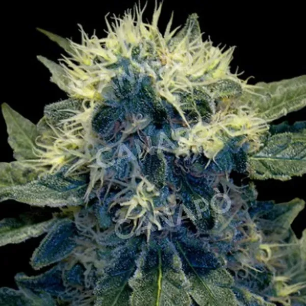 DNA Genetics Sharksbreath semi femminizzati da collezione 80% indica