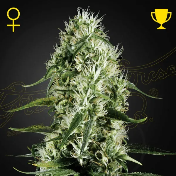 Green House Super Silver Haze semi femminizzati 3 semi