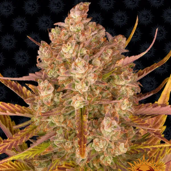 Barney's Farm Dos Si Dos Auto semi autofiorenti THC 20%