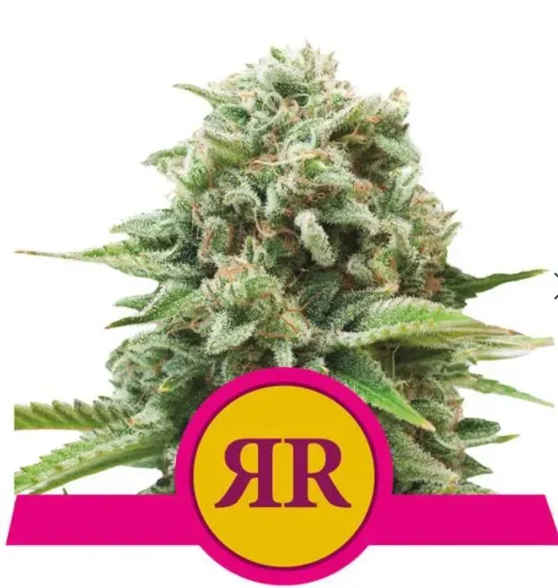 Royal Queen Seeds Royal Runtz semi femminizzati 1 seme