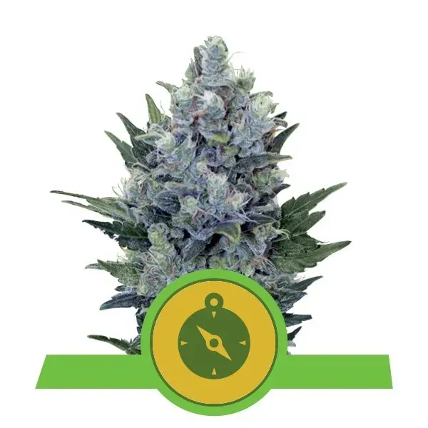 Royal Queen Seeds Northern Light Auto Semi Autofiorenti Dolce