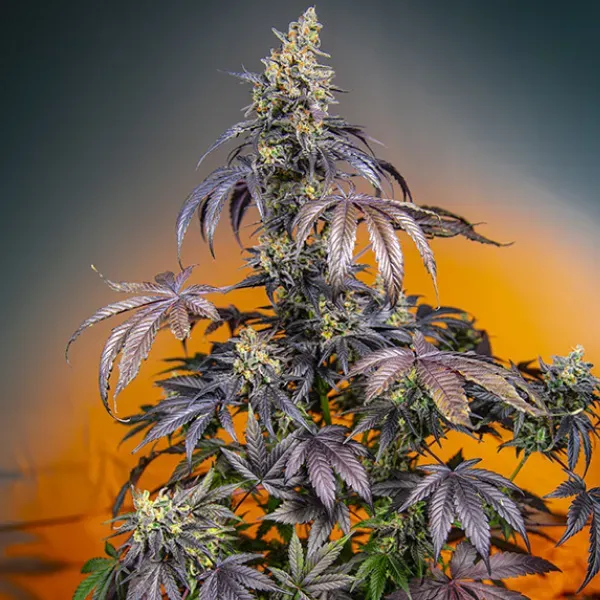 Sweet Seeds Red Gorilla Girl XL Auto semi autofiorenti 3+1