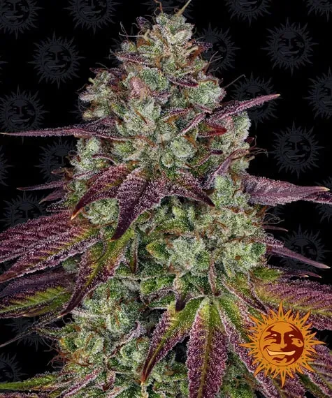 Barney's Farm Mimosa Evo semi femminizzati 3 semi THC alto