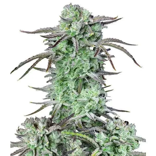 Fast Buds Strawberry Banana Auto semi autofiorenti fruttati