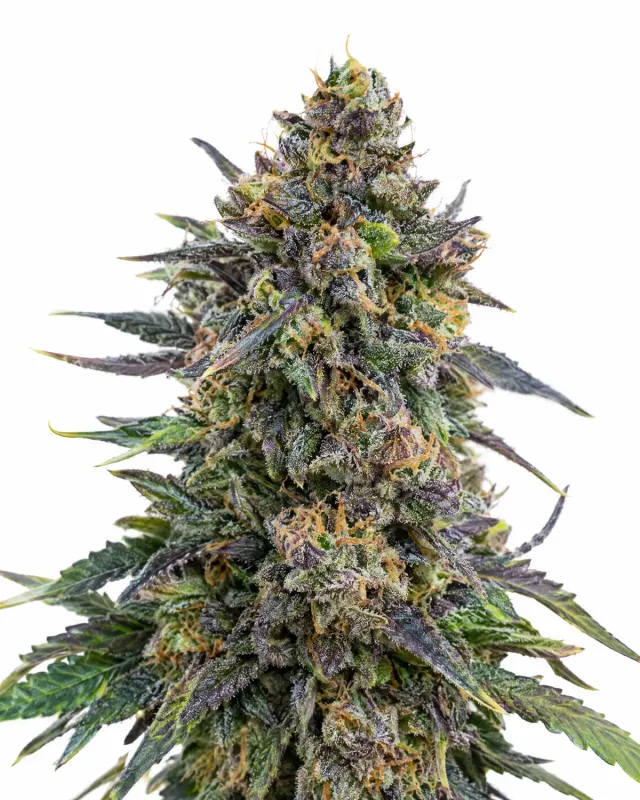 Trikoma Seeds Blueberry Auto semi autofiorente THC 14-19%