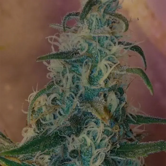 Pheno Finder Seeds Lemon Bubble semi regolari agrumati