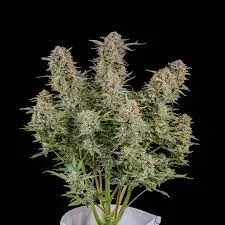 Fast Buds Bruce Banner Auto semi autofiorenti 25% THC
