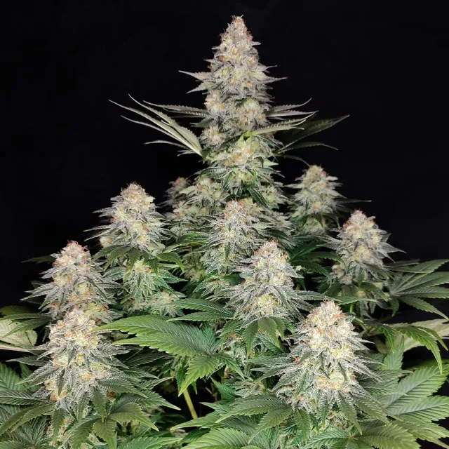 Buddha Seeds Buddha Kraken semi femminizzati potenti