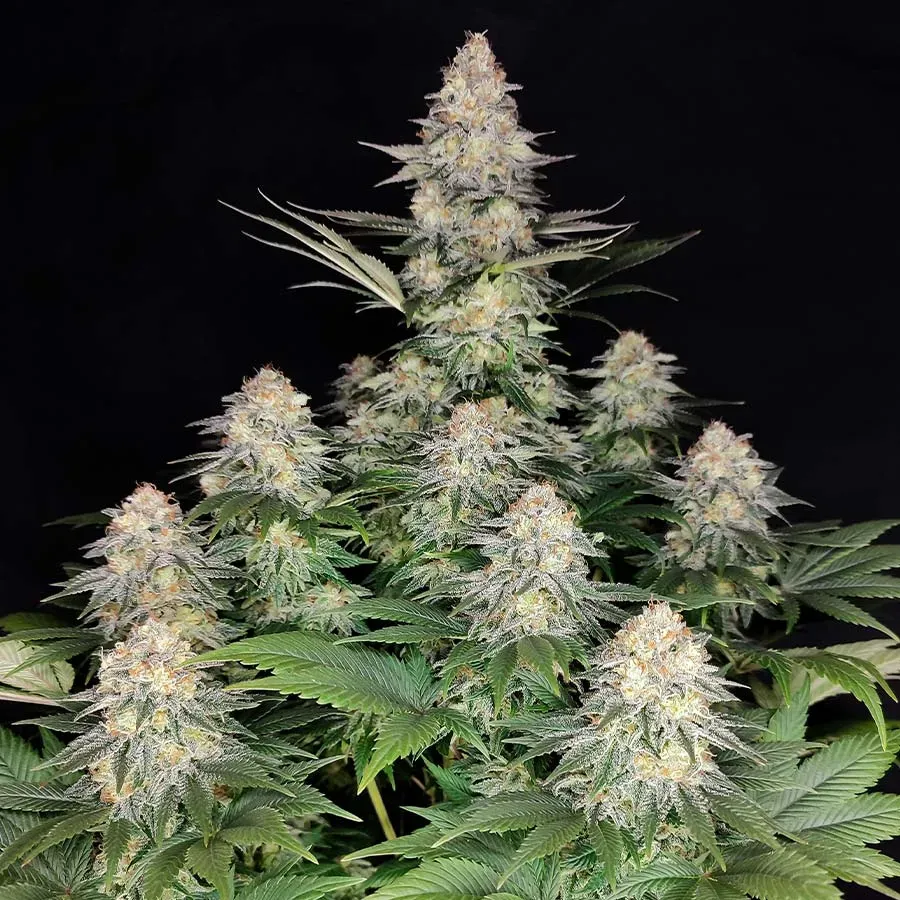 Buddha Seeds Buddha Kraken semi femminizzati potenti