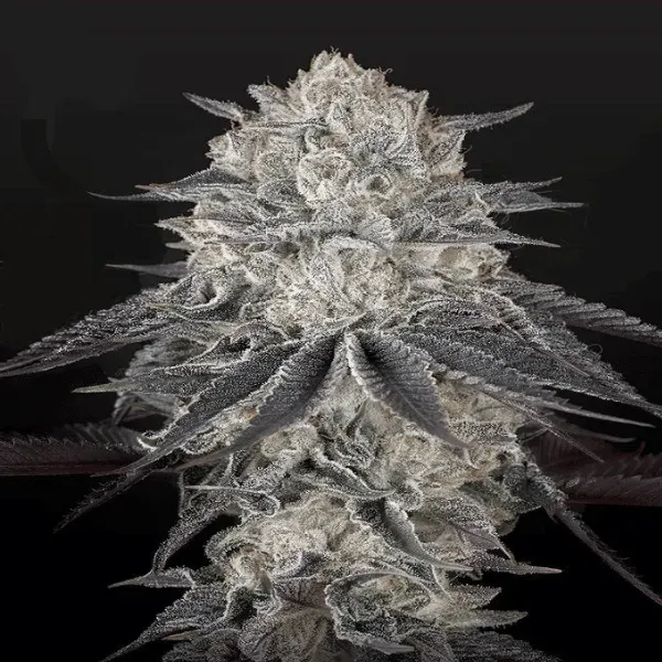 Green House Seeds Fullgas semi femminizzati 3 semi sativa