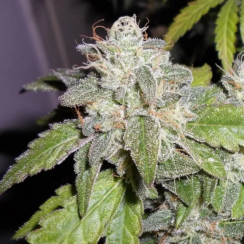 Pheno Finder Sourwalker Kush semi femminizzato sour
