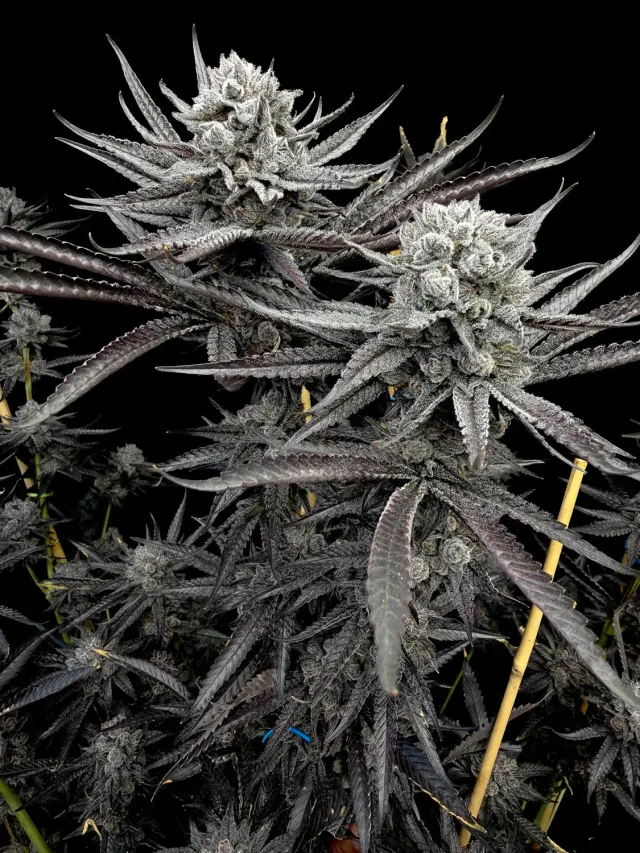 Solfire Gardens FX3 Gobsmack semi femminizzati 3 semi
