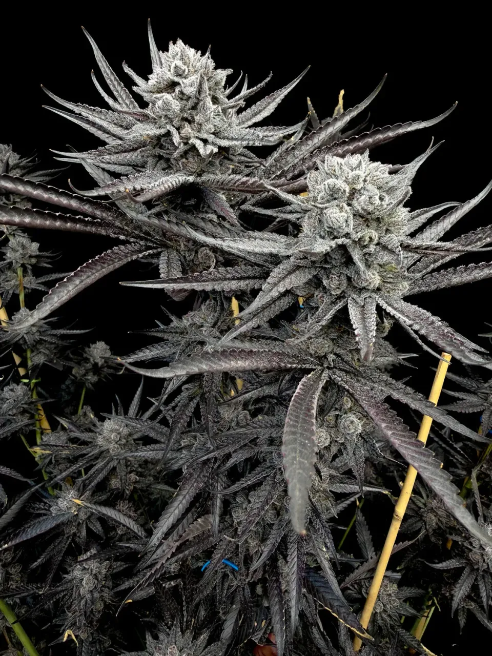 Solfire Gardens FX3 Gobsmack semi femminizzati 3 semi