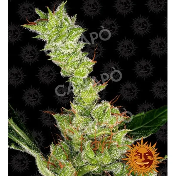 Barney's Farm Dr Grinspoon semi femminizzati 100% sativa