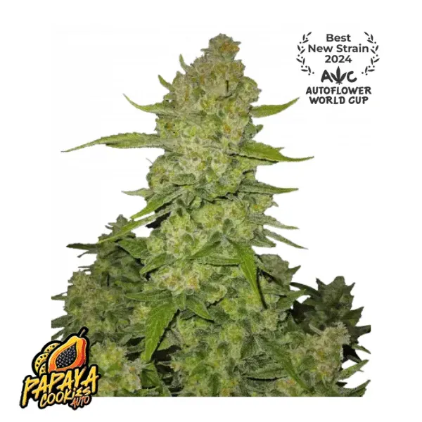 Fast Buds Papaya Cookies Auto semi autofiorenti 1 seme