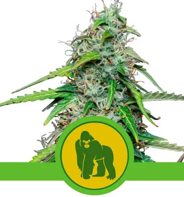 Royal Queen Seeds Royal Gorilla Automatic semi autofiorenti