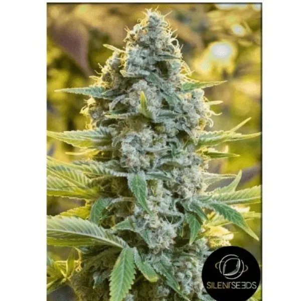 Silent Seeds Moby Dick semi femminizzati sativa