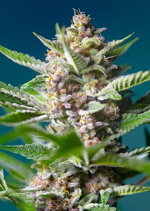 Sweet Seeds Purple Punch OG SWS93 semi femminizzati 4 semi indica