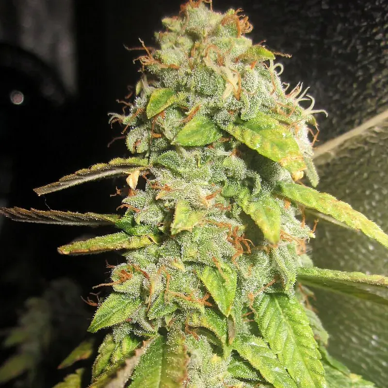 Pheno Finder Notorious OG semi femminizzato kush 60 giorni