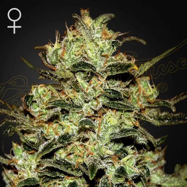 Green House Seeds Moby Dick semi femminizzati 3 semi sativa