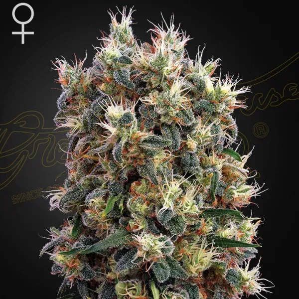 Green House Seeds The Church semi femminizzati 3 semi indica