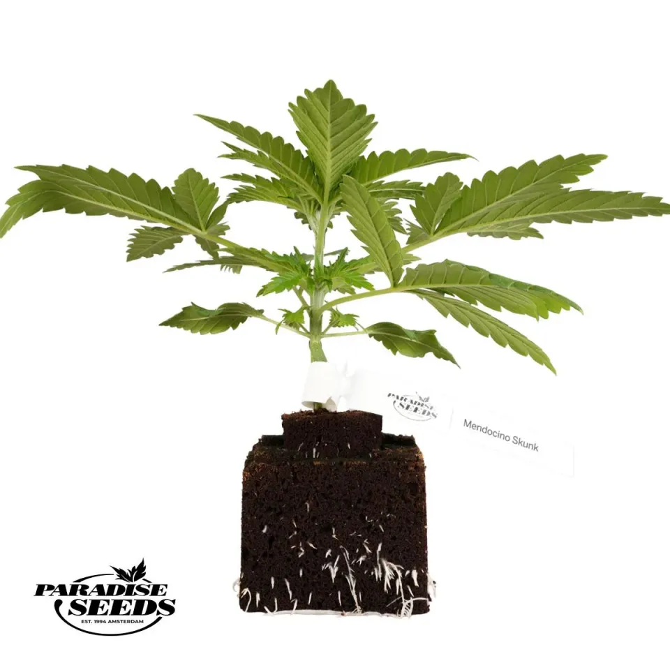 Paradise Seeds Mendocino Skunk semi fotoperiodici