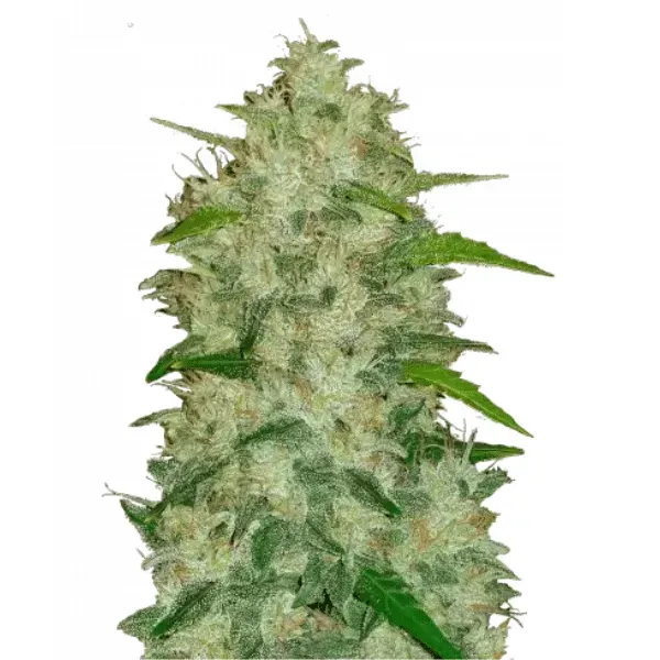 Fast Buds Chemdawg Auto semi autofiorenti compact