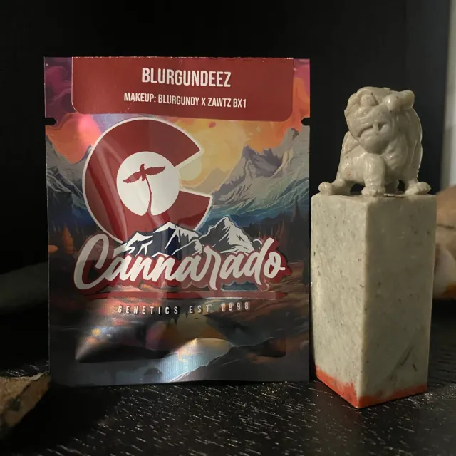 Cannarado Genetics Blurgundeez semi regolari 10+ da collezione