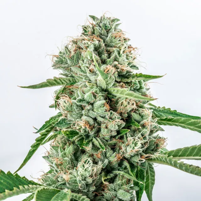 Vision Seeds Melon Gum semi femminizzati ibridi