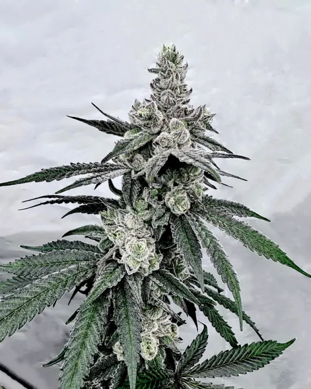 Solfire Gardens Truffle’z & Cream semi femminizzati cremosi