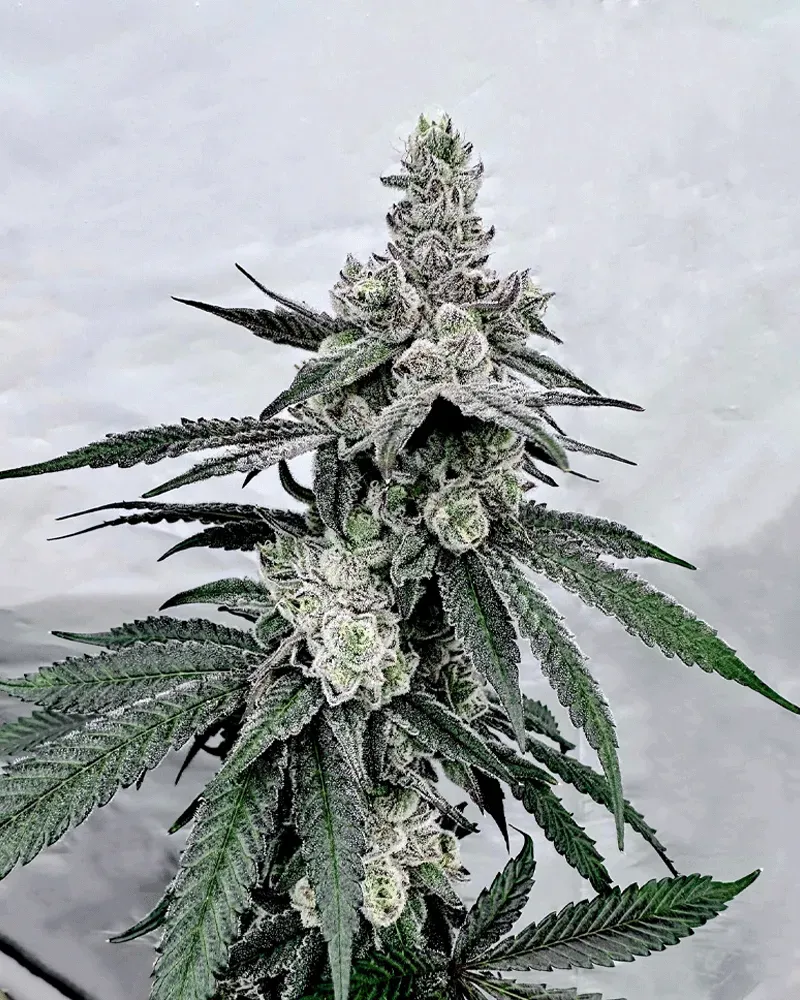 Solfire Gardens Truffle’z & Cream semi femminizzati cremosi