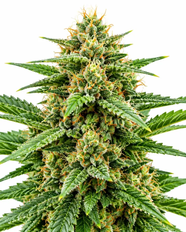 Trikoma Seeds The Palmar semi femminizzati 100 semi sativa