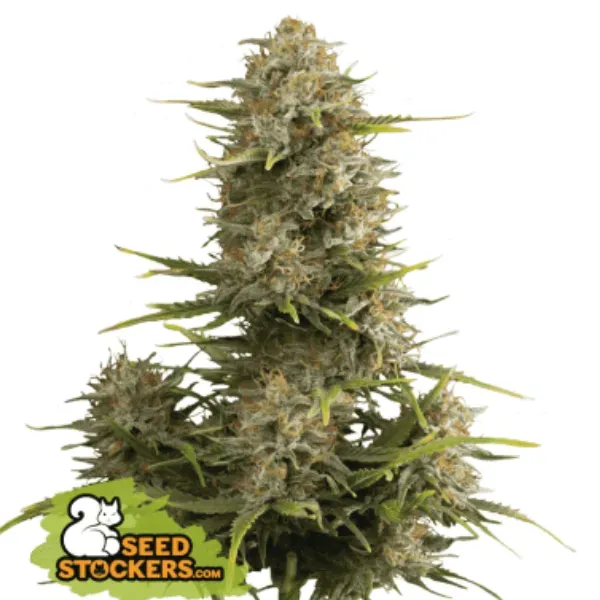 Seedstockers Super Skunk Auto semi autofiorenti 5 semi