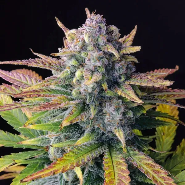 FastBuds Tropicana Cookies Auto semi autofiorenti THC 27%