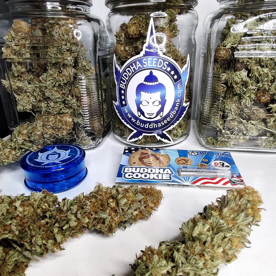 Buddha Seeds Buddha Cookie semi femminizzati dolci