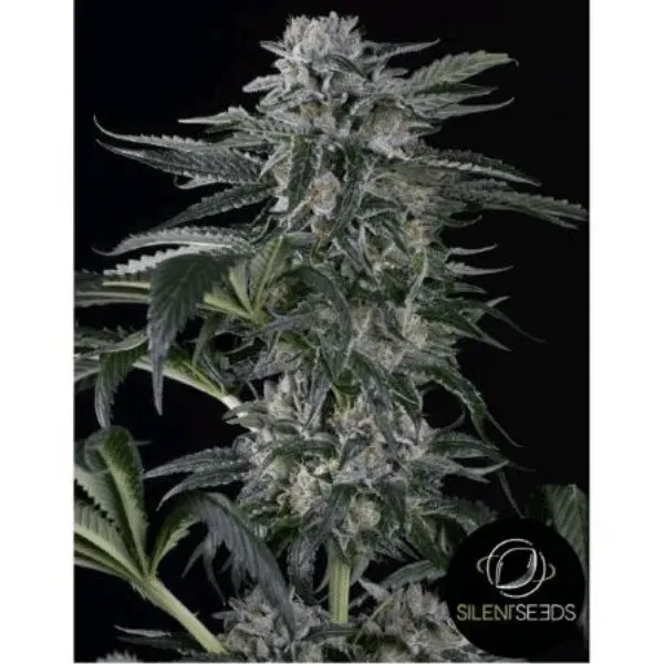 Silent Seeds Moby Dick Auto semi autofiorenti femminizzati Haze