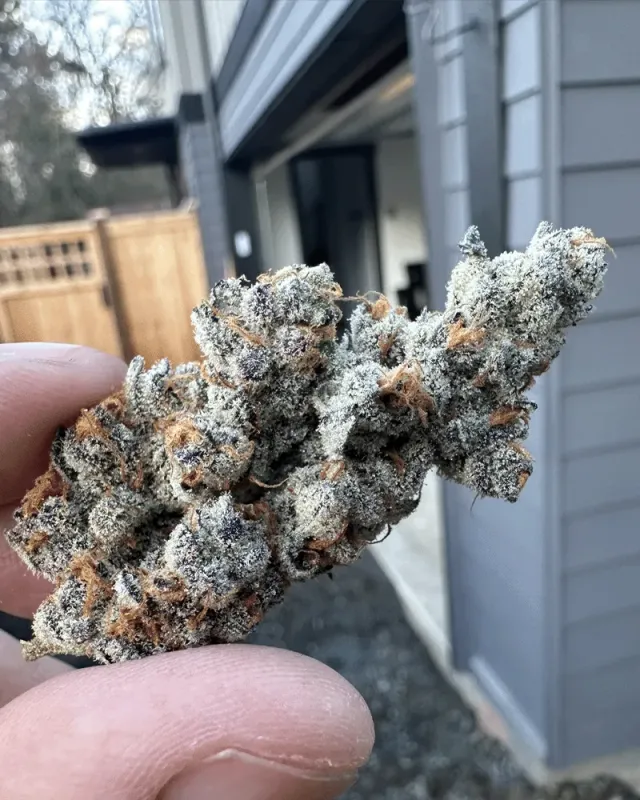 Solfire Gardens Diamond Daggers semi femminizzati 3 pz gas