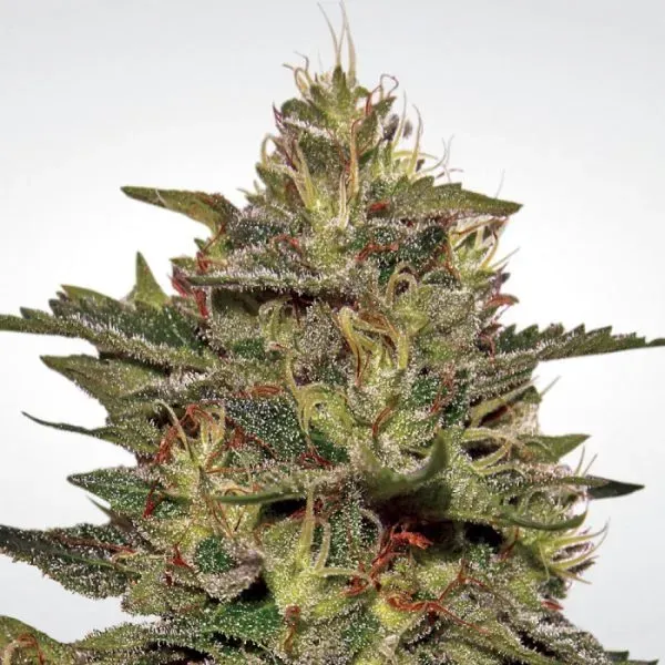 Paradise Seeds Original Cheese IBL Semi Femminizzati Collezione