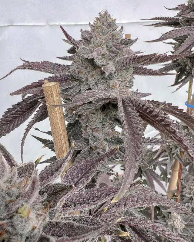 Solfire Gardens Poppin Bottlez semi femminizzati Rozay Cake x Hood