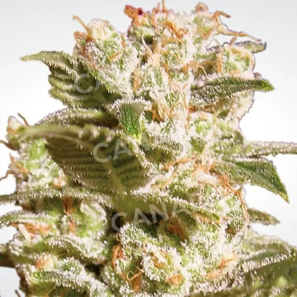 Paradise Seeds Belladonna semi femminizzati da collezione