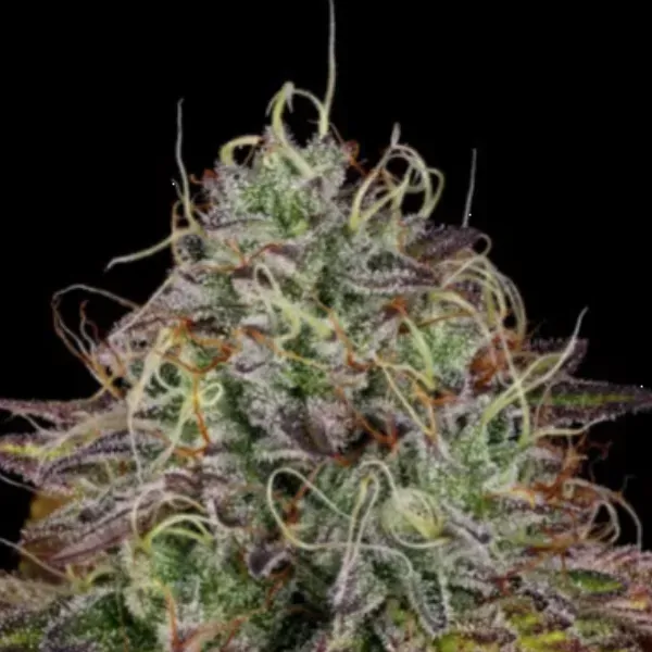 Paradise Seeds Apricot Candy semi femminizzati dessert albicocca