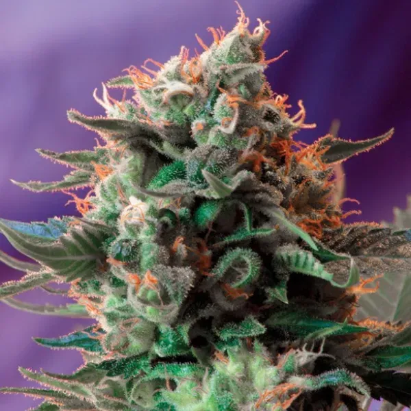 Sweet Seeds Jack 47 semi femminizzati 3+1 sativa