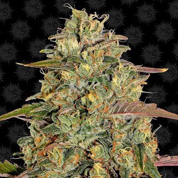 Barney's Farm Amnesia Lemon semi femminizzati limone sativa