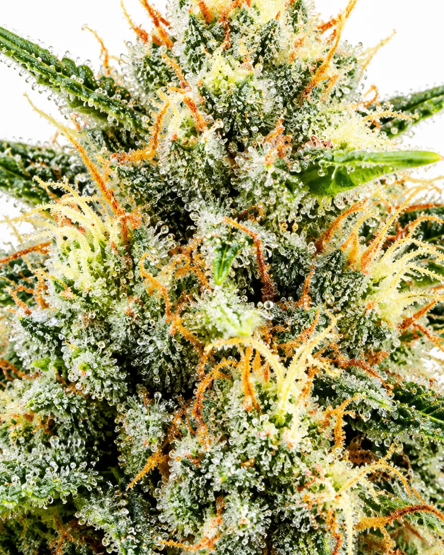 Trikoma Seeds Jack Herer Auto semi autofiorenti THC 14-19%