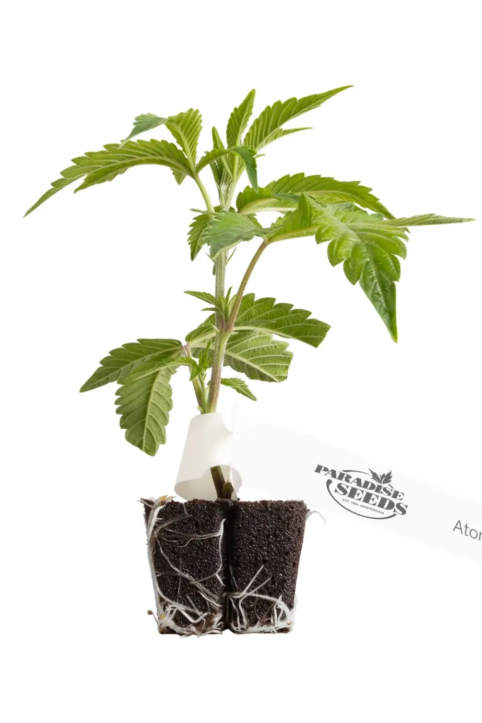 Paradise Seeds Atomical Haze Semi Femminizzati da Collezione